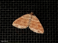 Anticlea multiferata