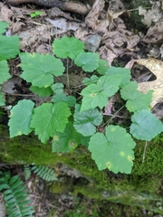 Tiarella stolonifera