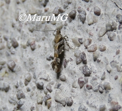 Aristotelia devexella