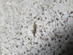 Aristotelia devexella