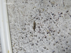 Aristotelia devexella