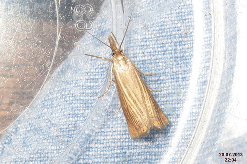 Juostuotasis Žolinis Ugniukas nuotrauka