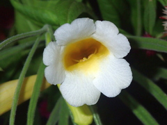 Anemopaegma arvense
