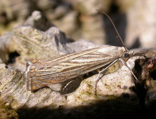 Juostuotasis Žolinis Ugniukas nuotrauka