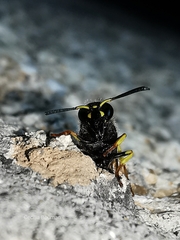 Ancistrocerus renimacula