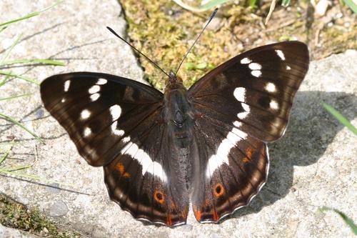Purple Emperor