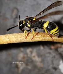 Ancistrocerus renimacula
