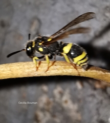 Ancistrocerus renimacula