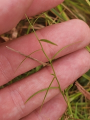 Campanula aparinoides