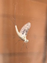 Callibaetis ferrugineus hageni