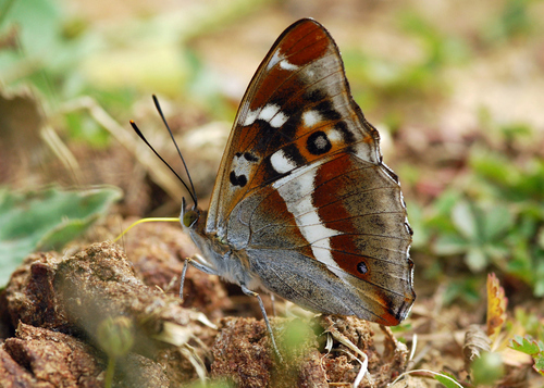 Purple Emperor