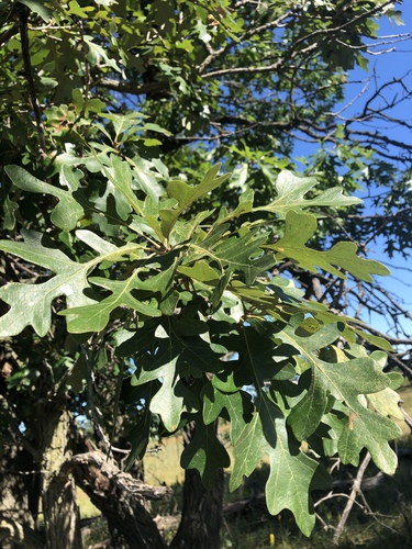 photo of White Oaks (Quercus)