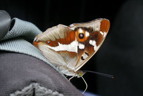 Purple Emperor