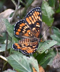 Chlosyne definita