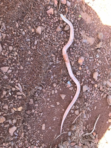 Photo of a Atractus tartarus (Atractus tartarus)