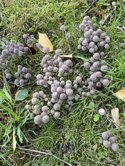 Coprinellus disseminatus