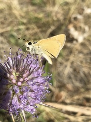 Hesperia leonardus pawnee