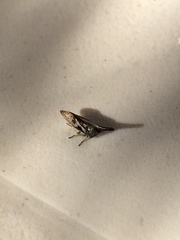 Aconophora albipennis