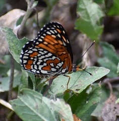 Chlosyne definita