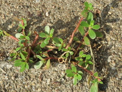 Portulaca oleracea