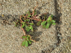 Portulaca oleracea