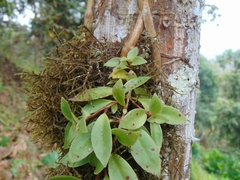 Codonanthopsis