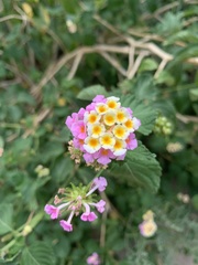 Lantana × strigocamara