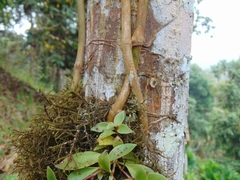 Codonanthopsis