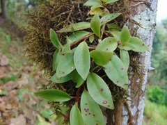 Codonanthopsis