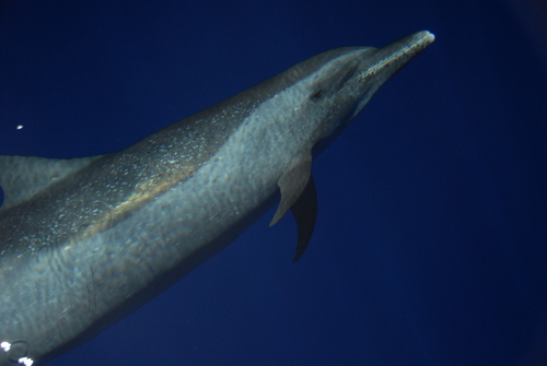 Pantropical Spotted Dolphin