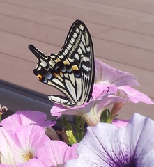 Papilio xuthus