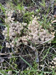 Coprinellus disseminatus