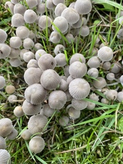Coprinellus disseminatus