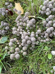 Coprinellus disseminatus