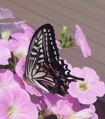 Papilio xuthus