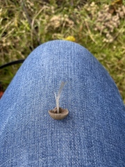 Coprinellus disseminatus