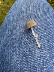 Coprinellus disseminatus