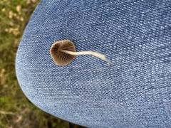 Coprinellus disseminatus
