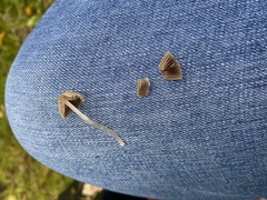 Coprinellus disseminatus