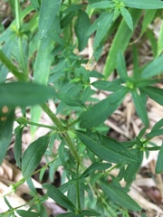 Rhexia mariana mariana