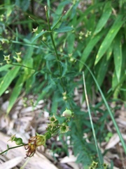 Rhexia mariana mariana