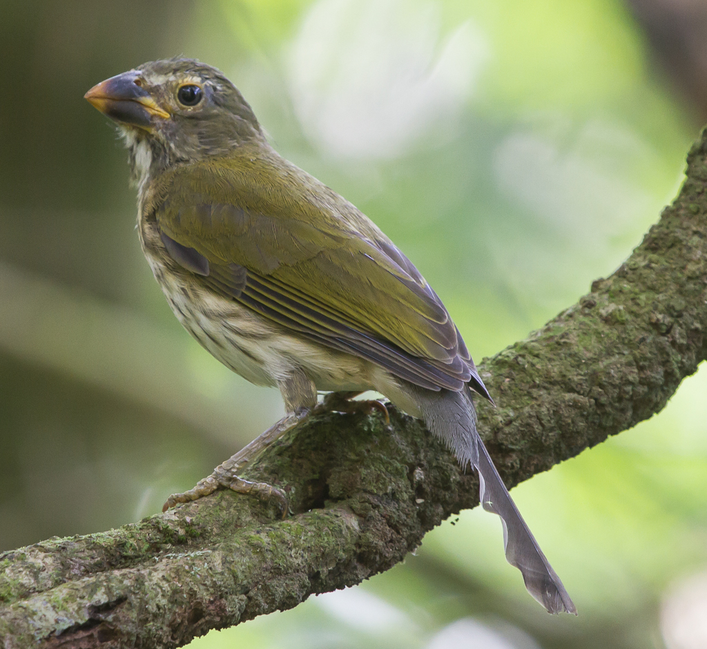 Bicudo-de-peito-listrado (Saltator striatipectus) · BioDiversity4All