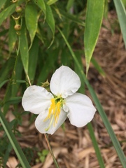 Rhexia mariana mariana