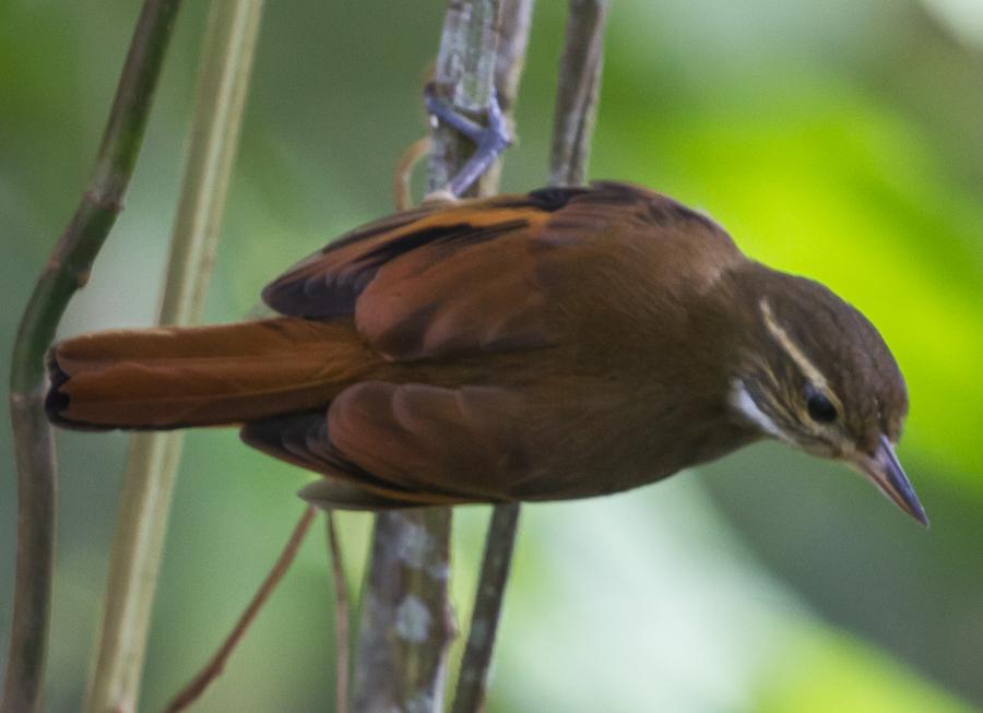 Picolezna Liso Mexicano, Xenops mexicanus