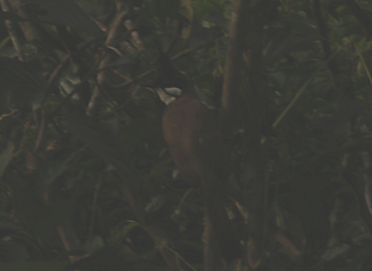 Red-whiskered Bulbul