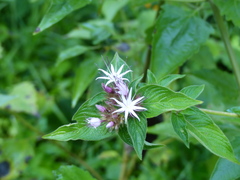 Virectaria