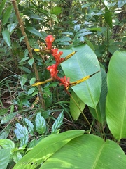 Heliconia richardiana