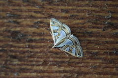 Glyphodes pyloalis