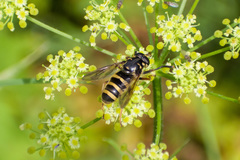 Temnostoma sericomyiaeforme