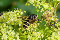 Temnostoma sericomyiaeforme